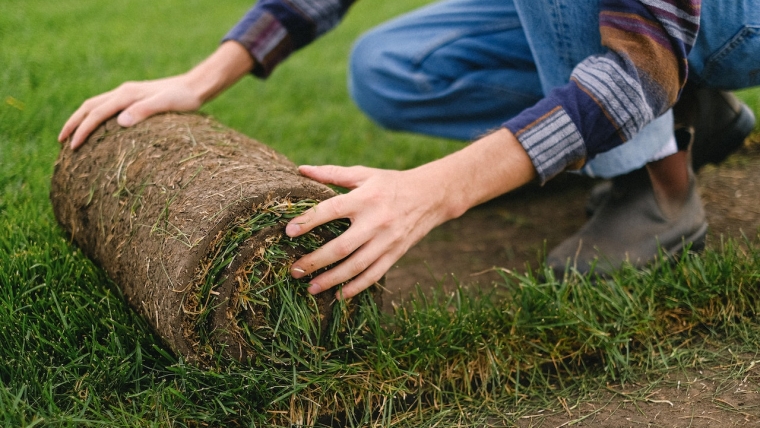 Instalación de palmetas y siembra de césped