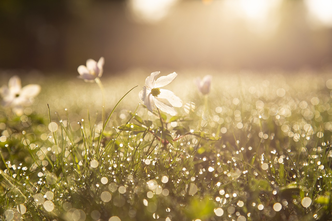 flor